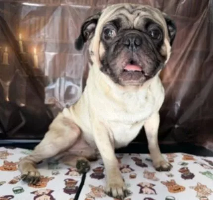 An adult small-sized male Yellow / Tan / Blond / Fawn Pug dog named Ray for adoption in Canoga Park, CA