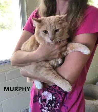 A young medium-sized male Orange & White Domestic Long Hair cat named Murphy for adoption in Washington, GA