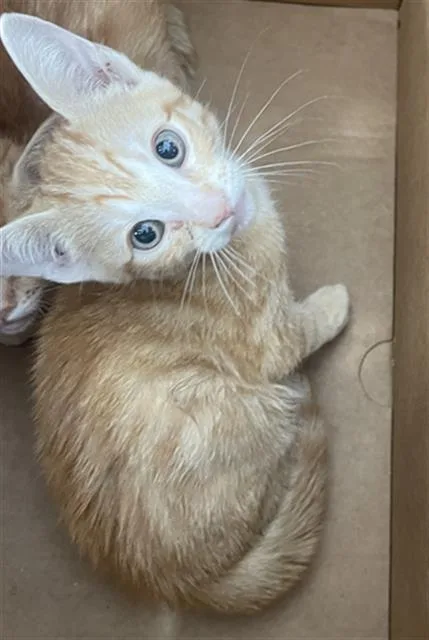 A baby medium-sized female Domestic Short Hair cat named Zoei for adoption in Dallas, TX