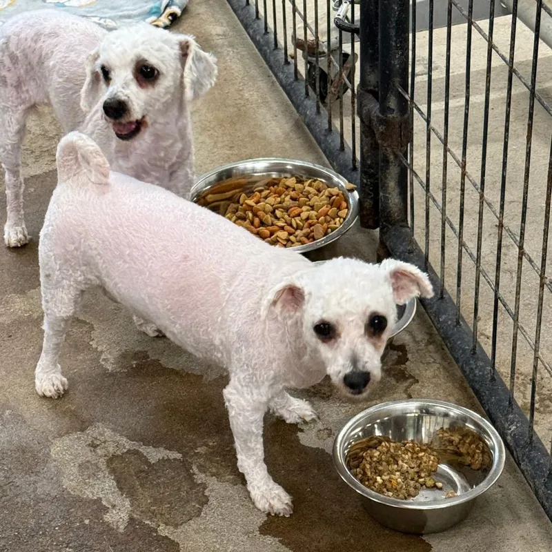 An adult small-sized female White / Cream Bichon Frise dog named Scarlet for adoption in Franklin, PA