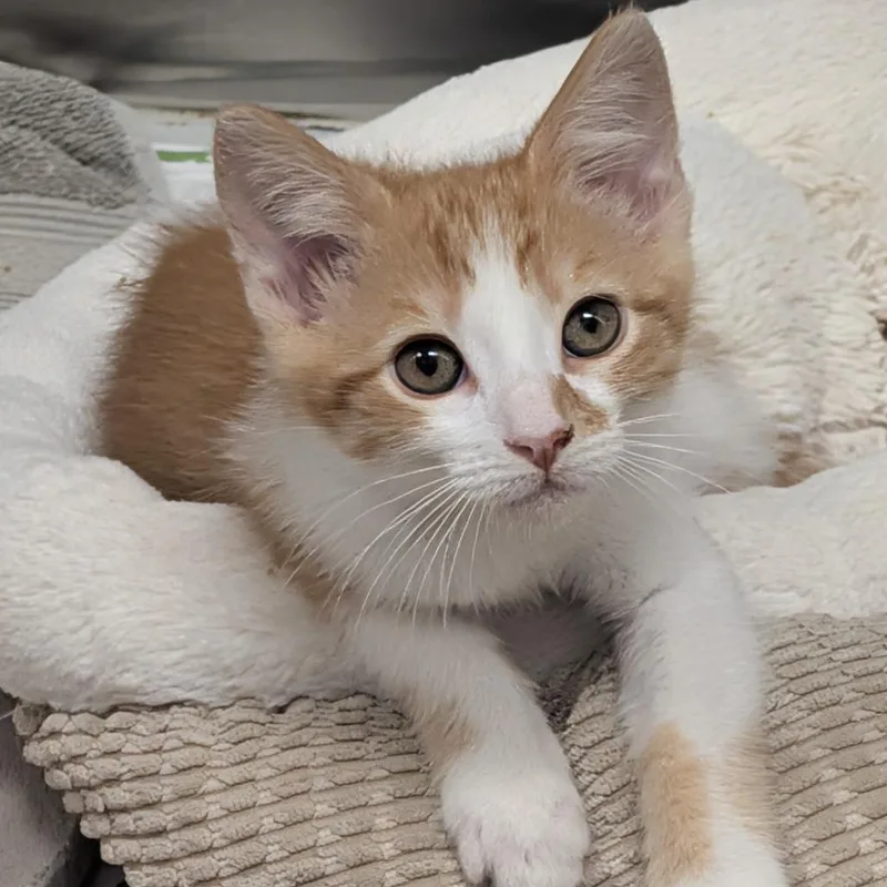 A baby small-sized male Orange / Red Domestic Short Hair cat named Orange for adoption in Long Beach, CA