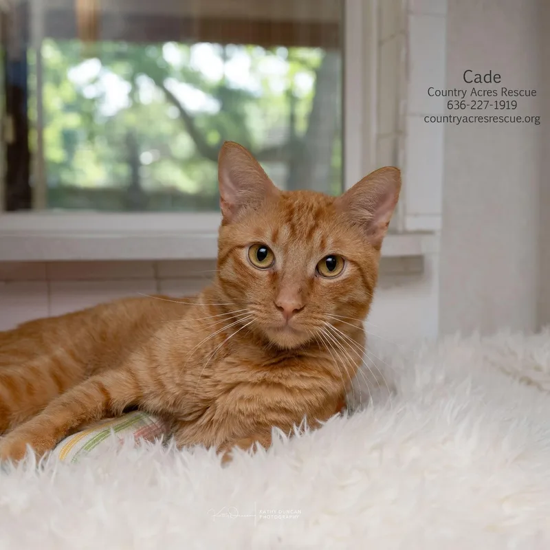 A young large-sized male Orange / Red Domestic Short Hair cat named Cade for adoption in Manchester, MO