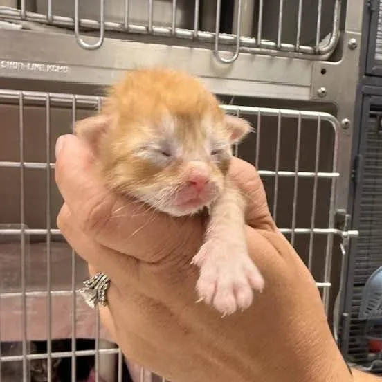 A baby small-sized male Orange / Red Domestic Short Hair cat named Park for adoption in Edwardsville, IL