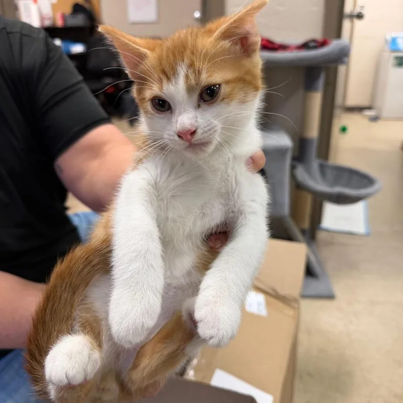 A baby small-sized male Orange / Red Domestic Short Hair cat named Ash for adoption in Birmingham, AL