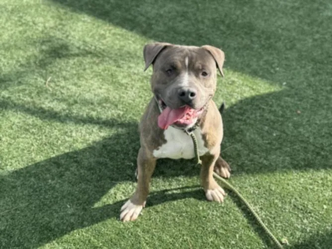 An adult large-sized male Staffordshire Bull Terrier dog named Gray for adoption in Van Nuys, CA