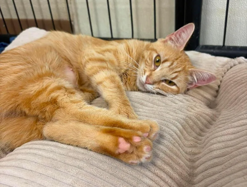 An adult medium-sized female Tabby (Orange / Red) Domestic Short Hair cat named Margo for adoption in Maryville, MO