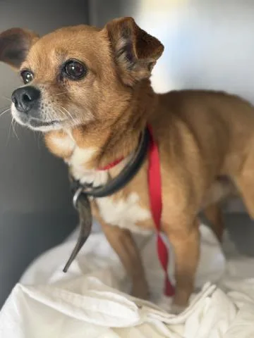 A senior small-sized male Chihuahua dog named Lil Boy for adoption in Riverside, CA