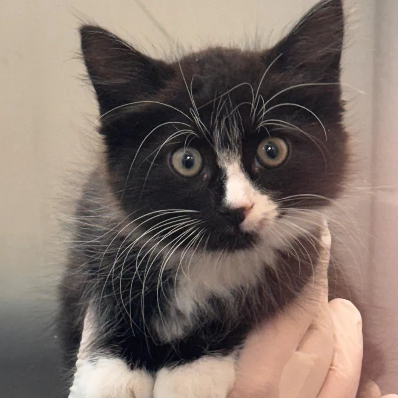 A baby small-sized male Black Domestic Short Hair cat named Frankie for adoption in Tampa, FL