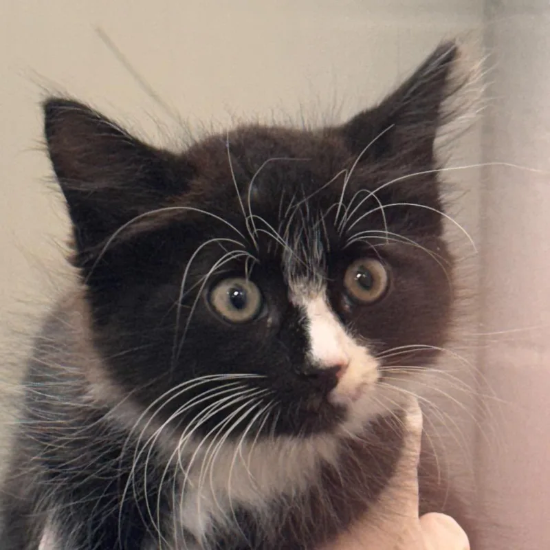 Frankie thumbnail 2