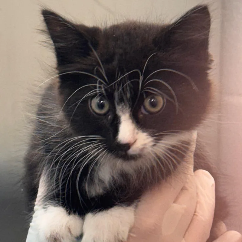 Frankie thumbnail 3