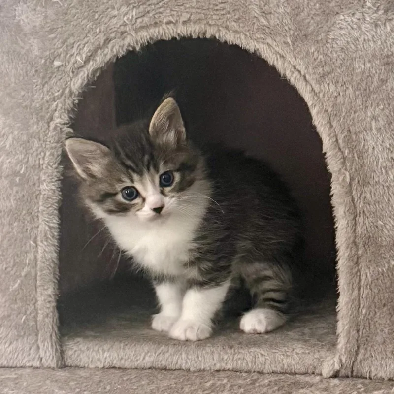 A baby medium-sized male Tabby (Buff / Tan / Fawn) Domestic Medium Hair cat named Cloudberry for adoption in Richmond, VA