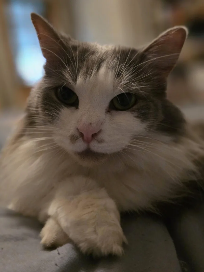 An adult small-sized female Gray & White Domestic Long Hair cat named Chai [c Litter] for adoption in Livonia, MI