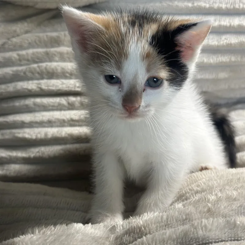 A baby small-sized female Calico Domestic Medium Hair cat named Patches for adoption in San Saba, TX