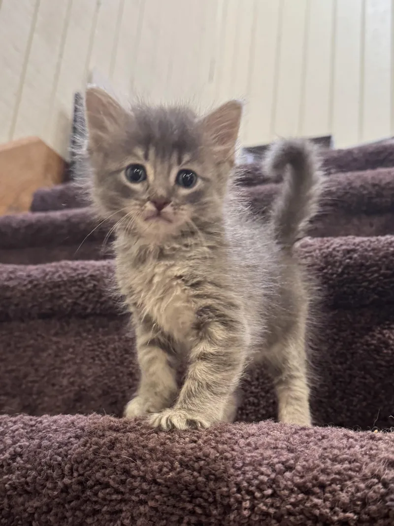 Bella