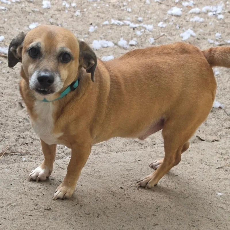 A senior medium-sized male Pug dog named Buster for adoption in Melrose, FL