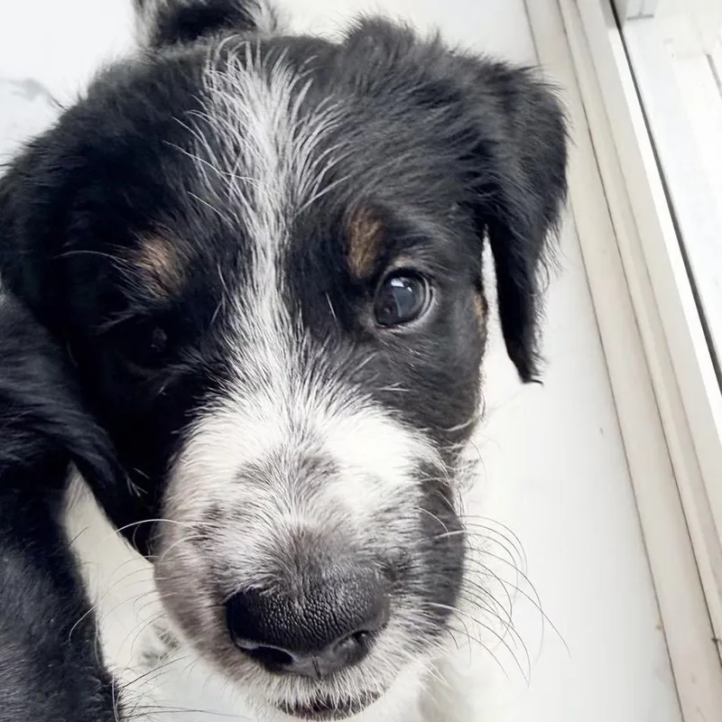 A baby small-sized male Goldendoodle dog named Waffles for adoption in Parker, CO