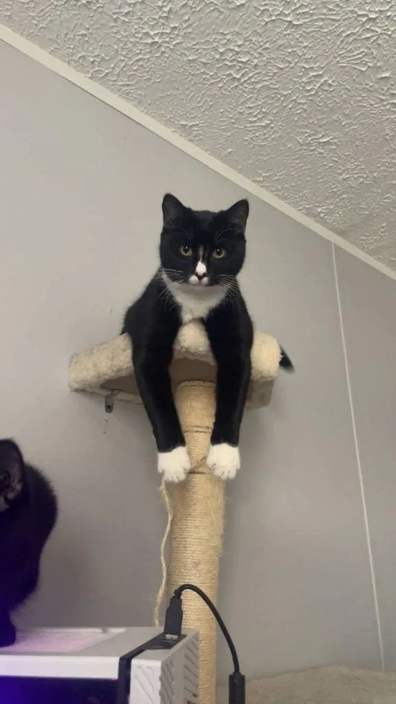 A young small-sized male Domestic Short Hair cat named Moose for adoption in Hartsville, SC