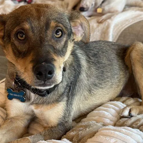 A young small-sized male Brown / Chocolate German Shepherd Dog dog named Scooby for adoption in La Quinta, CA