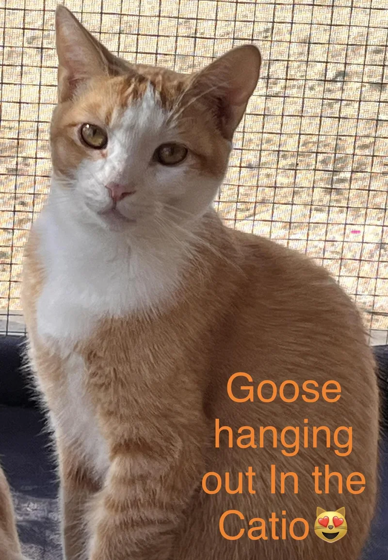 Goose
