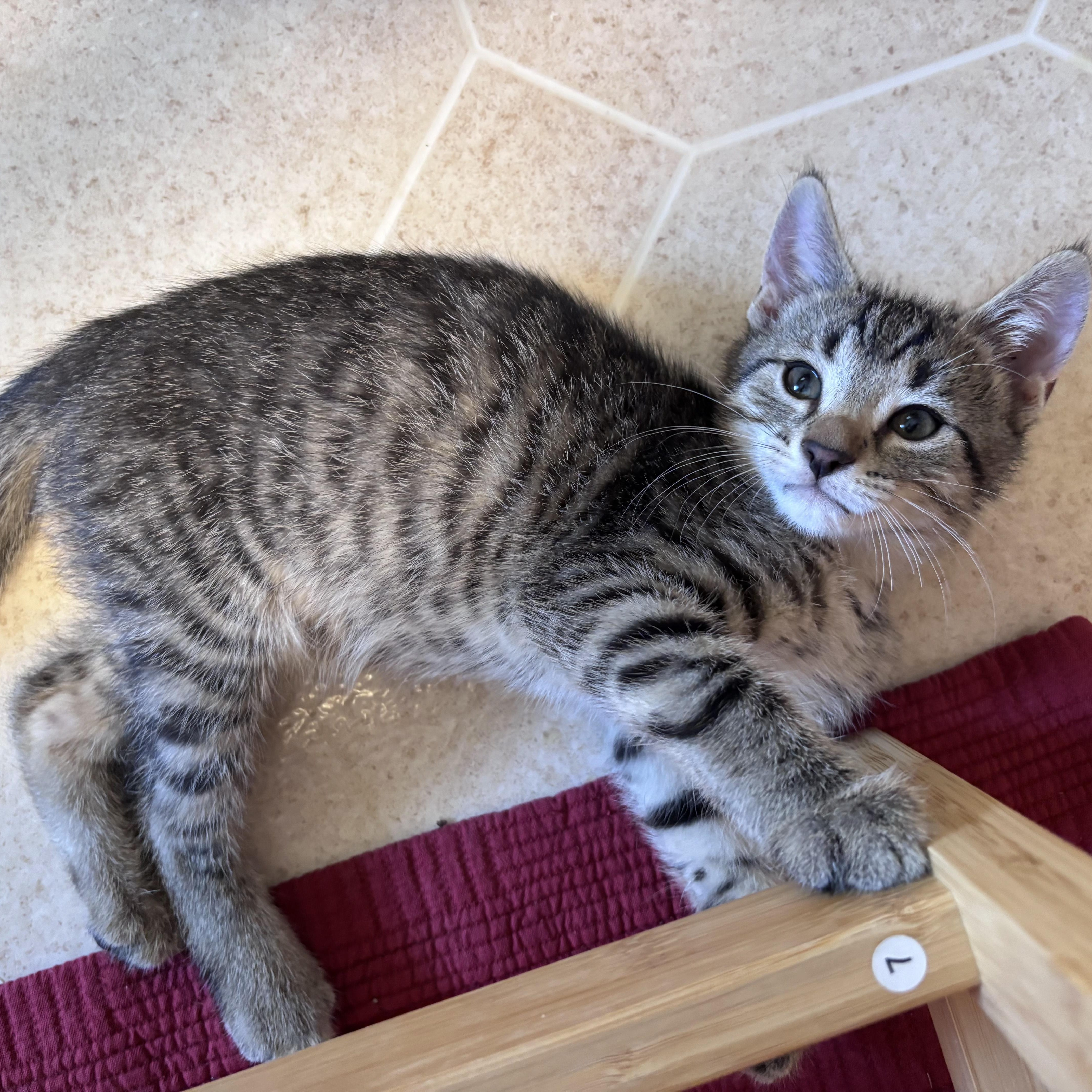 A baby medium-sized male Domestic Short Hair cat named Dude for adoption in Wyandotte, MI