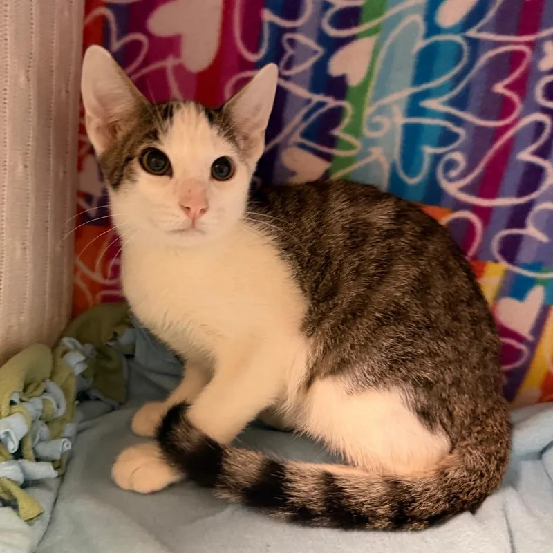 A baby small-sized male Brown / Chocolate Domestic Short Hair cat named Esteban for adoption in Naples, FL