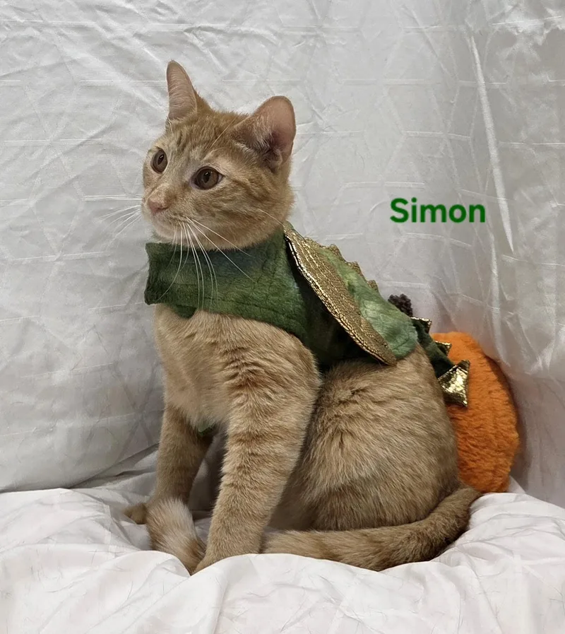 A young medium-sized male Orange / Red Domestic Short Hair cat named Simon for adoption in Whitewater, WI