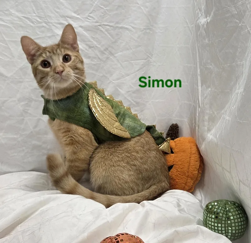 Simon thumbnail 2