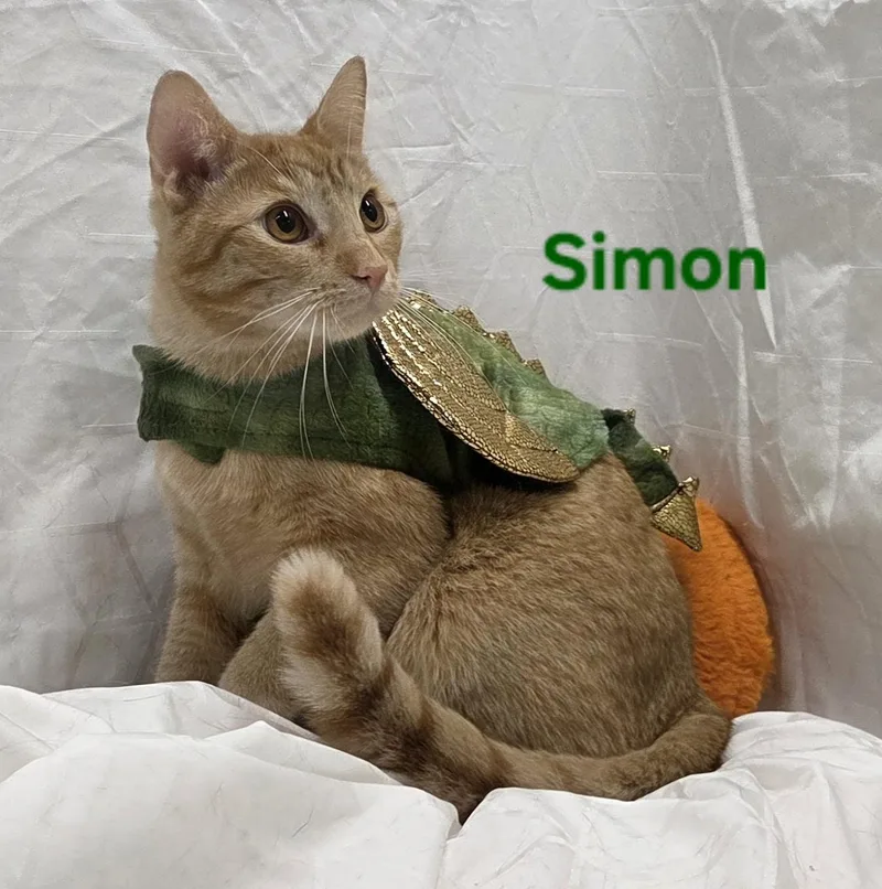 Simon thumbnail 3