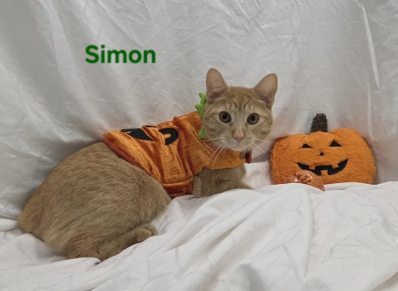 Simon thumbnail 4
