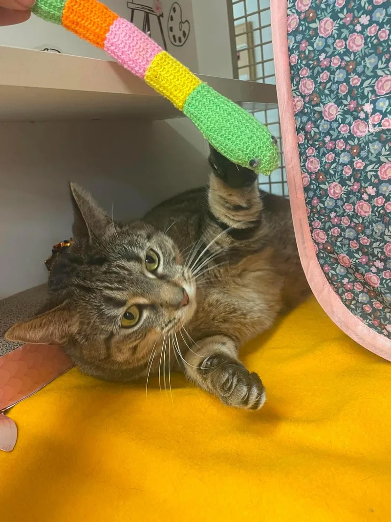 An adult extra large-sized female Domestic Short Hair cat named Pippi for adoption in Lockport, IL