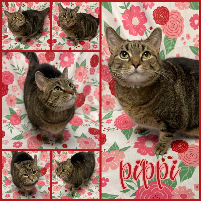 Pippi thumbnail 2