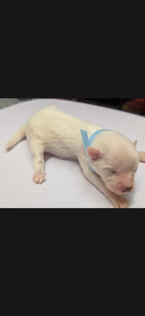 A baby small-sized female Eskimo Dog dog named Noella light blue collar for adoption in Syracuse, IN