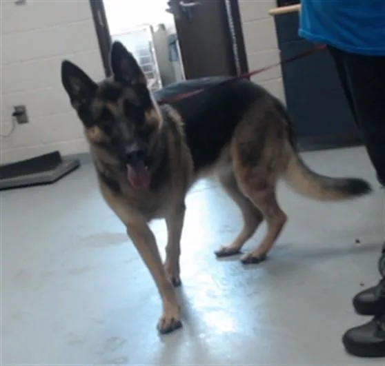 An adult large-sized male German Shepherd Dog dog named Oliver for adoption in Fayetteville, NC