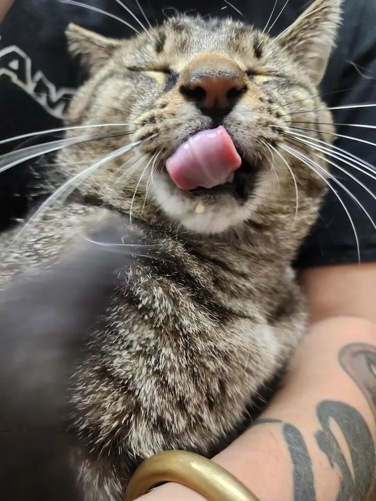 An adult large-sized male Brown / Chocolate Domestic Short Hair cat named Buddy for adoption in Lorain, OH