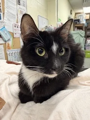 An adult small-sized unknown Domestic Short Hair cat named Amethyst for adoption in Lowell, MA