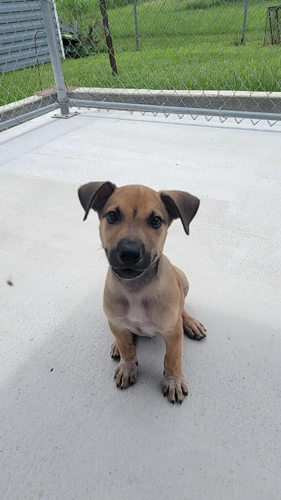 A baby large-sized male Mixed Breed dog named Howie for adoption in Metter, GA