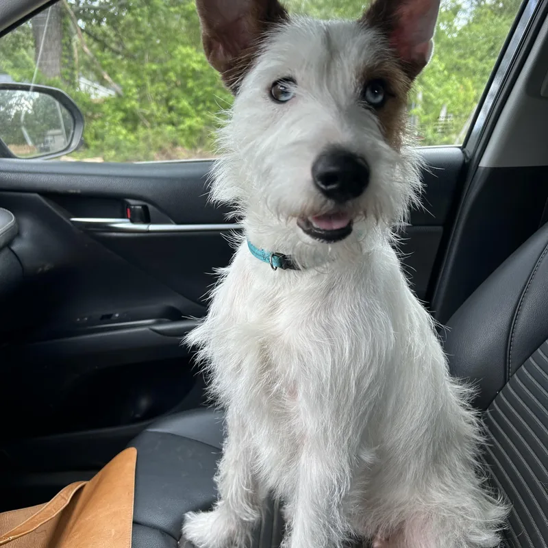 An adult small-sized female White / Cream Miniature Schnauzer dog named Minnie for adoption in Texarkana, TX
