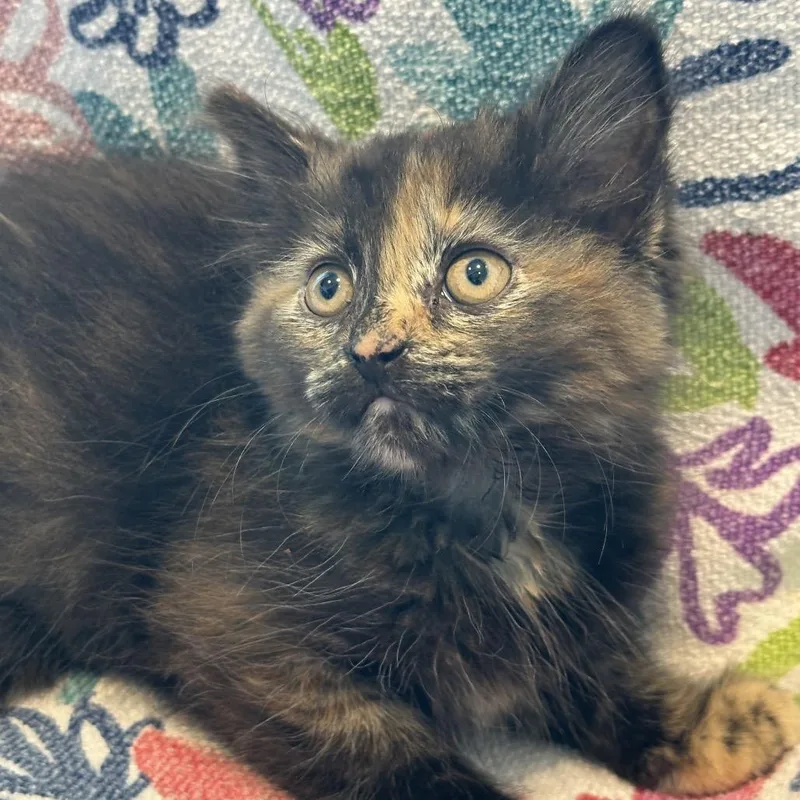 A baby small-sized female Torbie Domestic Medium Hair cat named Sun Baby for adoption in Matteson, IL