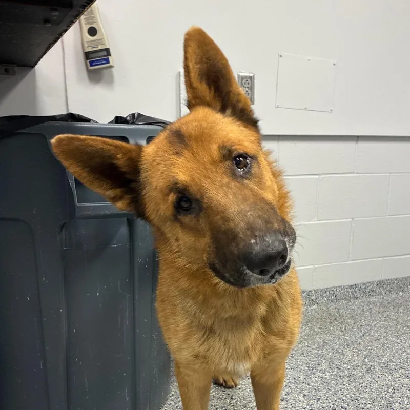An adult medium-sized male Yellow / Tan / Blond / Fawn German Shepherd Dog dog named Radar for adoption in Greenville, SC