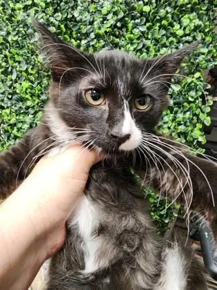 A baby small-sized male Domestic Medium Hair cat named Doofus $ for adoption in Seneca, SC