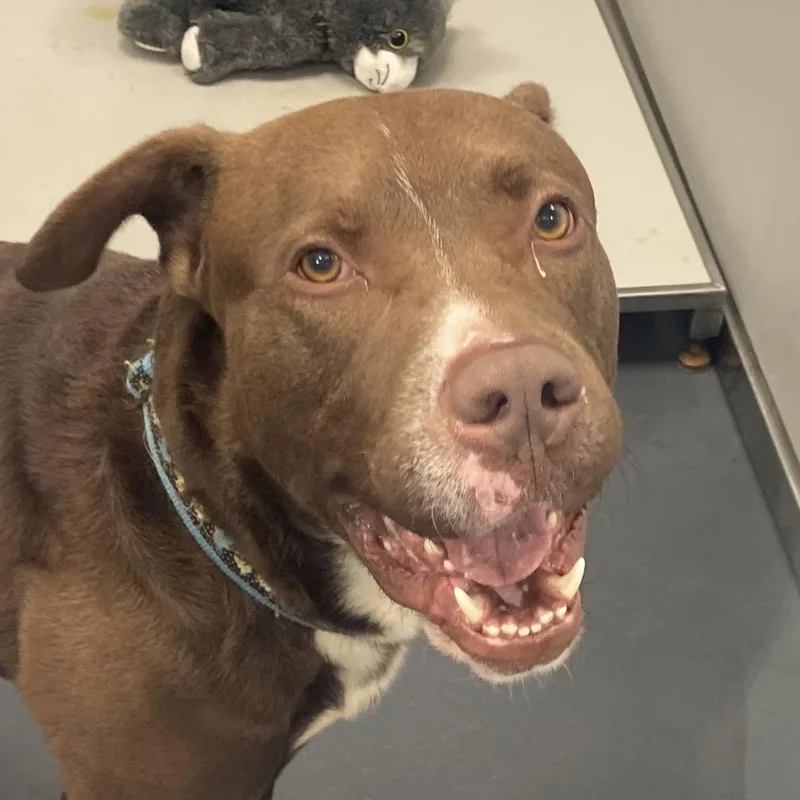 Hennessy thumbnail 3