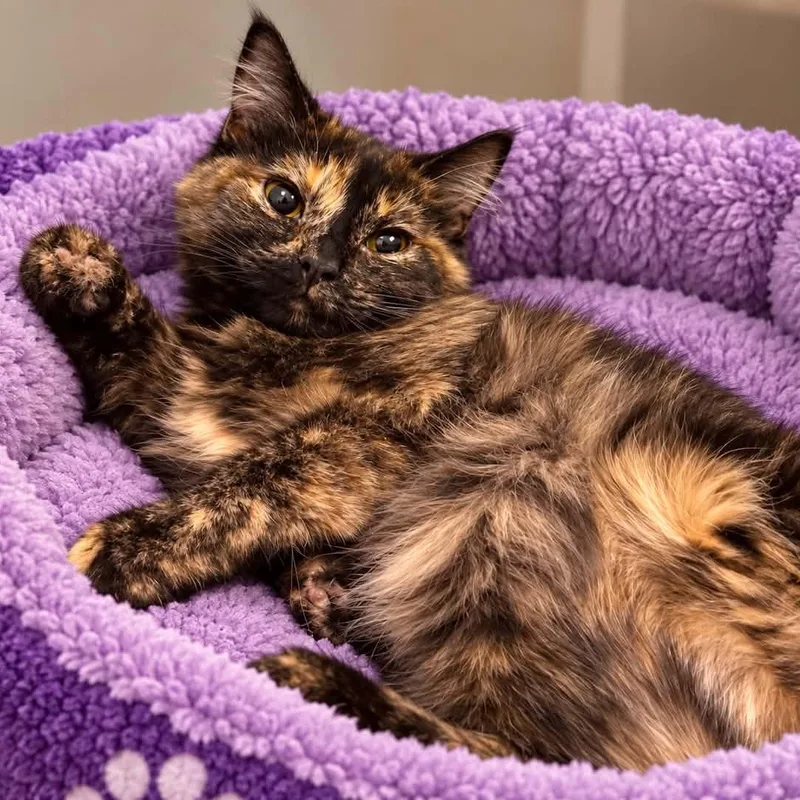 A baby small-sized female Tortoiseshell cat named Tamara for adoption in Antioch, CA