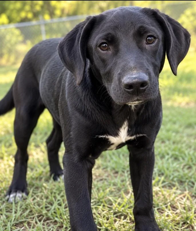A baby medium-sized female Black Labrador Retriever dog named Julie for adoption in Kiln, MS
