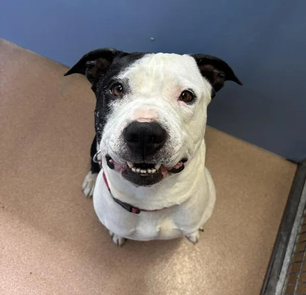 An adult large-sized male Pit Bull Terrier dog named Mandalorian for adoption in San Diego, CA