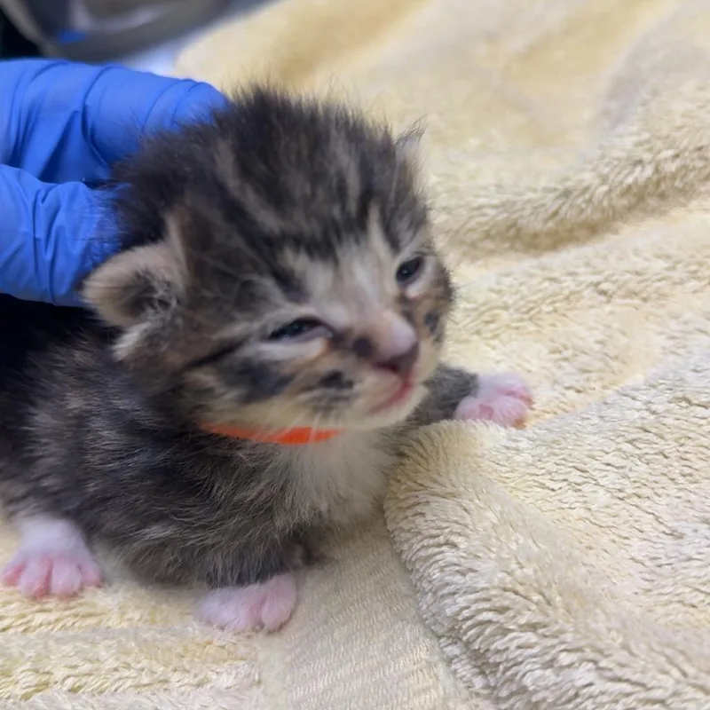 A baby small-sized male Brown / Chocolate Domestic Short Hair cat named Bob for adoption in Lakewood, CO