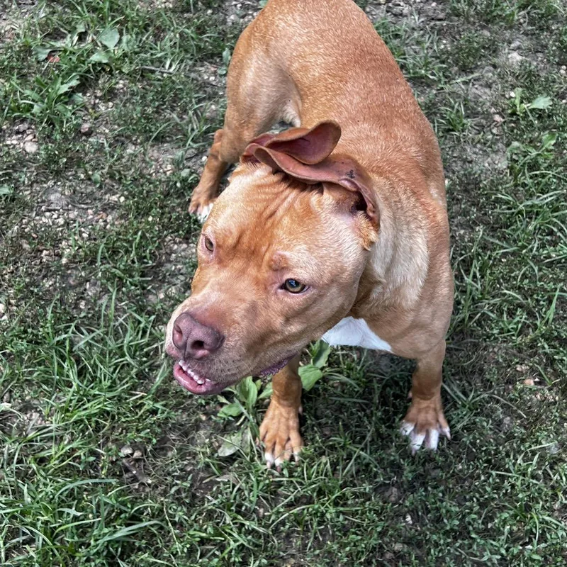 A young medium-sized male Brown / Chocolate Pit Bull Terrier dog named Murdock for adoption in Parrish, AL