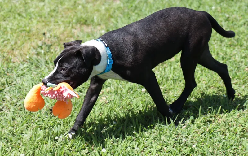 A young medium-sized female Black Labrador Retriever dog named Juniper for adoption in Kansas City, KS