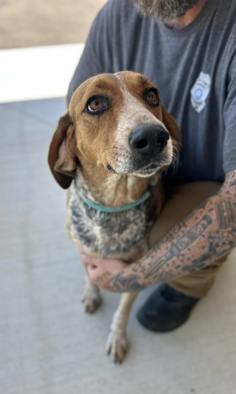 Juniper