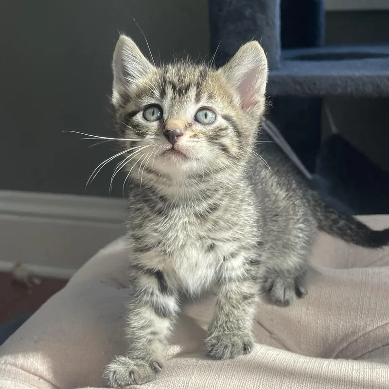 A baby small-sized female Gray / Blue / Silver Domestic Short Hair cat named White Elephant for adoption in Rochester, MN