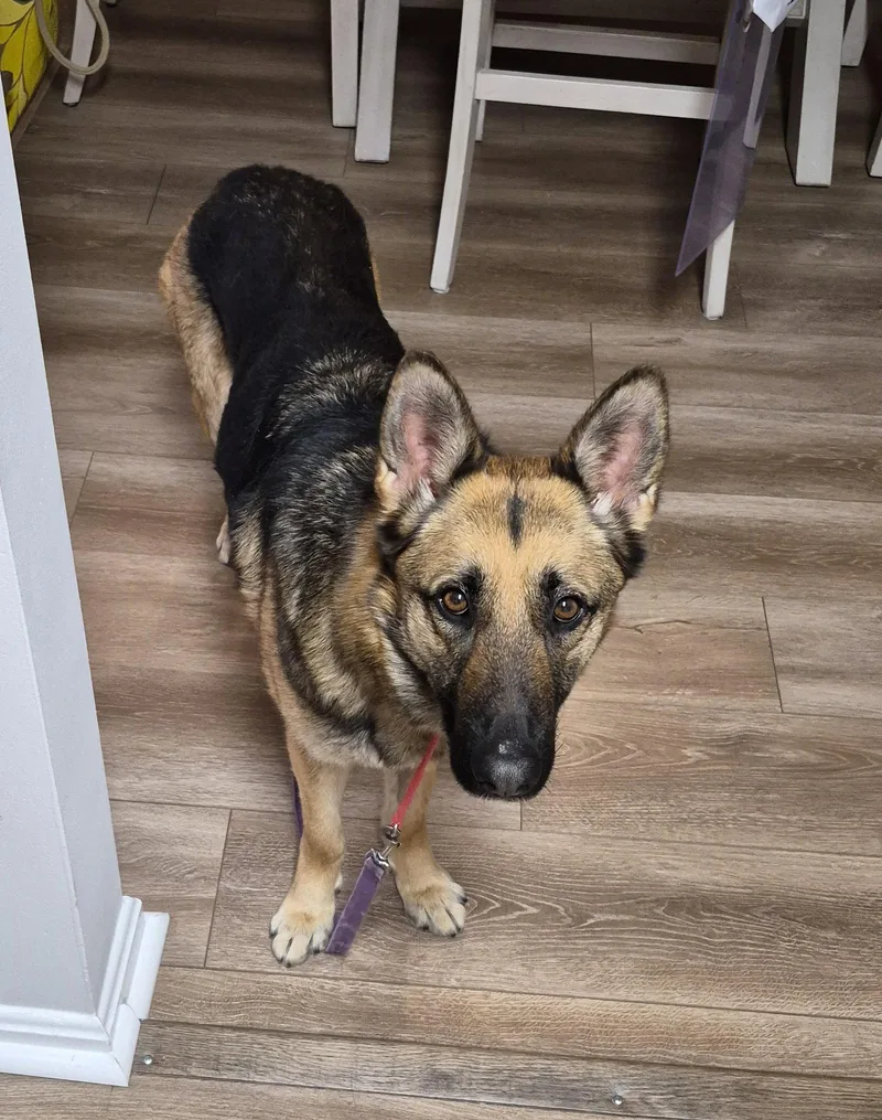 A young medium-sized female German Shepherd Dog dog named Gia for adoption in Baltimore, MD